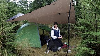 Special CELLEBRATION camp with my dog in the moody autumn rain - tarp, tent and delicious food