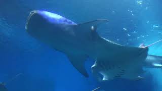 美ら海水族館のジンベイザメとマンタ