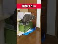 マフィアのボスみたいな顔でトイレする猫　 shorts cat 猫 保護猫