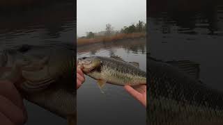 Just a Lil SQUEAK!!! 🤣 #fishing #subscribe #shorts #youtube #shortsvideo #comment #outdoors #nature