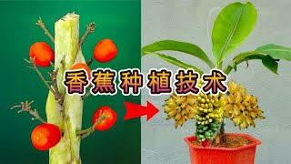 香蕉树种植技术