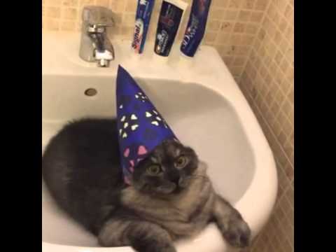 Wizard Cat Youtube