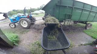 Feeding Green Chop to the Cows