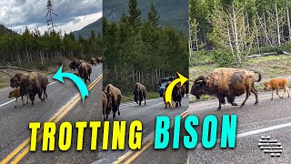 Bison Herd with Calves Trotting Down a Road