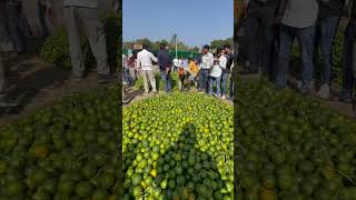 संतरा के भाव🍊🍊 भवानी मंडी दिनांक 26-10-24 #virelnews #bhawanimandibhaw #agriculture #fruit #kisan