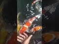 Alhamdulillah, hand feeding ikan koi