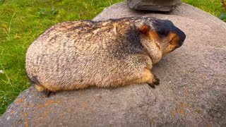 Petting a Himalayan Marmot: Experience Nature's Softest Fur!