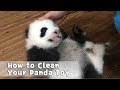 Tutorial: How to Clean Your Panda Toys | iPanda