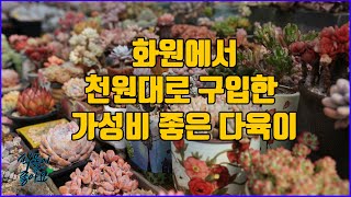 화원에서 천원대 구입한 국민 다육이 키울수록 예뻐져요(succulent)