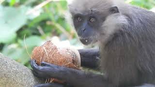 Purple-faced leaf monkey,ලංකා කළු වඳුරා,Sri Lanka black monkey,, langur de cara púrpura