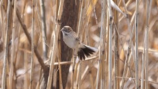 境川遊水地公園のオオジュリン　その１４（4K60P動画）