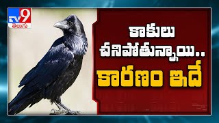 Madhya Pradesh : Bird flu virus detected in dead crows in Indore - TV9