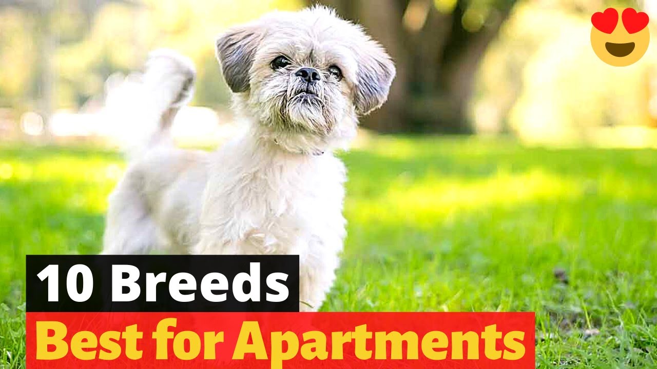 10 Best Dog Breeds For Apartments Or Condos 🐶😍 | Which One Should You ...