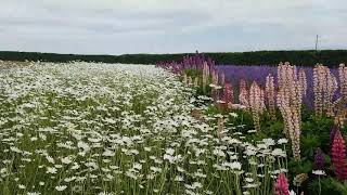 sapporo furano lavender flower garden/ magnificent scenery /farm tomita/ flower fields/