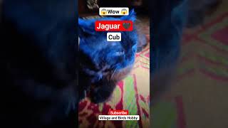 😱 #cat #cats #catlover #shorts please subscribe for Jaguar 🐾