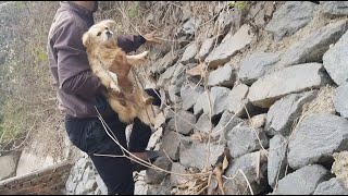 Poor abandoned dogs need help P2 | Animal Rescue