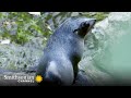 A Baby Seal's First Solo Venture Into the Water 🦭 Into The Wild New Zealand | Smithsonian Channel