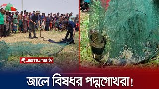 নাটোরে নিষিদ্ধ জালে আটকা পড়লো তিনটি পদ্মগোখরা | Natore | Monocled Cobra | Jamuna TV