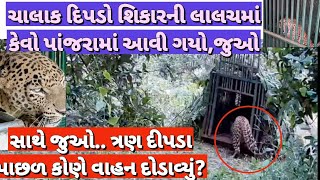 ચાલાક દીપડો કેવી રીતે સામેથી પાંજરામાં ફસાઈ ગયો ?//૩ દીપડા પાછળ વાહન દોડાવ્યું //girforest