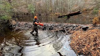 Beaver Dam Removal! || Insane Build Downstream At The Culvert!