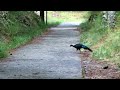 藍腹鷴 swinhoe s pheasant 雄鳥