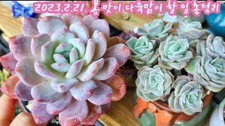 다육이 키우는 베란다 : 봄철 다육맘들이 준비할 네가지! [ 1. 관수/2.분갈이/3.방제/4.비료시비]