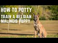 Belgian Malinois Puppy, How to potty train a Belgian Malinois Puppy