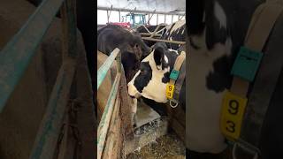 Cows walk through copper solution  #cows #veterinary