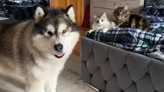 Husky Reacts To Cats Fighting For The First Time! He Wants To Play! (Cutest Ever!!)