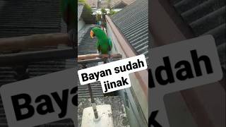 burung bayan jinak