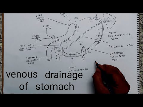 Venous Drainage Of Stomach Drawing L Human Anatomy - YouTube