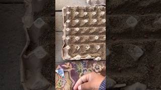 How to Grow Lady’s Finger in Egg Trays with Soil and Seeds