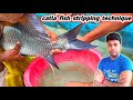 cattle fish breeding process | fish egg collection and breeding | fish seed production in india