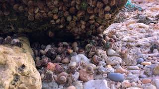 繁殖期のオカヤドカリは海岸の岩で夜を待つ/ Land Hermit crabs, breeding season  near coast rock and wait for the night