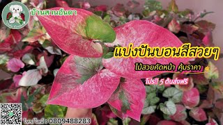 อัพเดต แบ่งปันบอนสีสวยๆ วันที่ 25 ต.ค. 2567 แม่ฟ้าหลวง โรส #บอนสี #caladium #ไม้ด่าง #plants