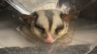 天使の寝顔だから見て🥺❤フクロモモンガ【sugarglider】