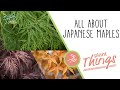 How to Choose and Care for Japanese Maples!