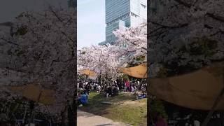 Tennoji Park - Osaka #cherryblossom #shorts #youtubeshorts #japan #sakura #hanami #tennoji #osaka