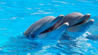 Aquatic mammals. Dolphins. The abilities of dolphins?