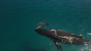 67 - We Witnessed The First Breaths of a Humpback Calf!