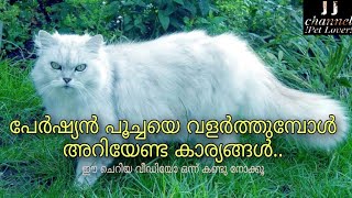 പേർഷ്യൻ പൂച്ചയെ വളർത്തുമ്പോൾ അറിയേണ്ട കാര്യങ്ങൾ|How to care persian cat in malayalam| J_J channel |