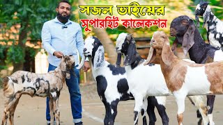 সজল ভাইয়ের সুপারহিট কালেকশন। খামার উপযোগী ছাগল।