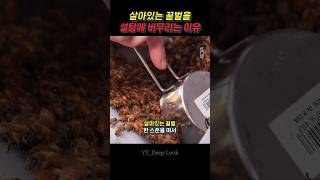 살아있는 꿀벌을 설탕에 버무리는 이유