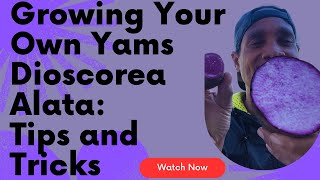 Growing Your Own Yams Dioscorea Alata: Tips and Tricks