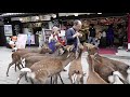 La 2 a Komuna Esperanto Kongreso de Japanio kaj Koreio, 2018 Nara Japanio 한일 에스페란토 공동대회