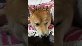 冬支度をはじめた柴犬むさし#shorts#柴犬#いぬ#可愛い#日常