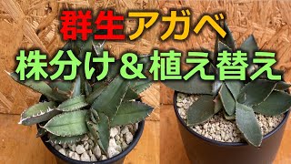 【アガベ】群生、多頭株の取り外し＆植え替え　チタノタ＆パリ―の植え替え