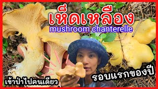 เข้าป่าไปหาเห็ดคนเดียว  หาเห็ดเหลืองเห็ดมันปู ครั้งแรกของปี  น่ากลัวมาก/ mushroom chanterelle in WA