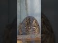 眠るツシマヤマネコ　福岡市動植物園　tsushima leopard catche dorme