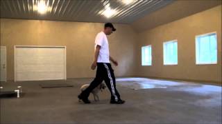 Beemer (Miniature Poodle) Boot Camp Dog Training Video